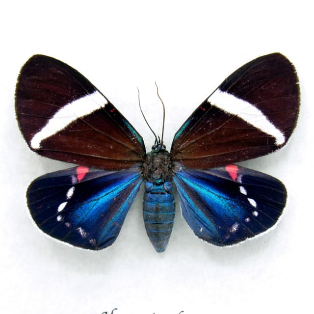 Real metallic framed moth taxidermy - Hypocrita drucei - female