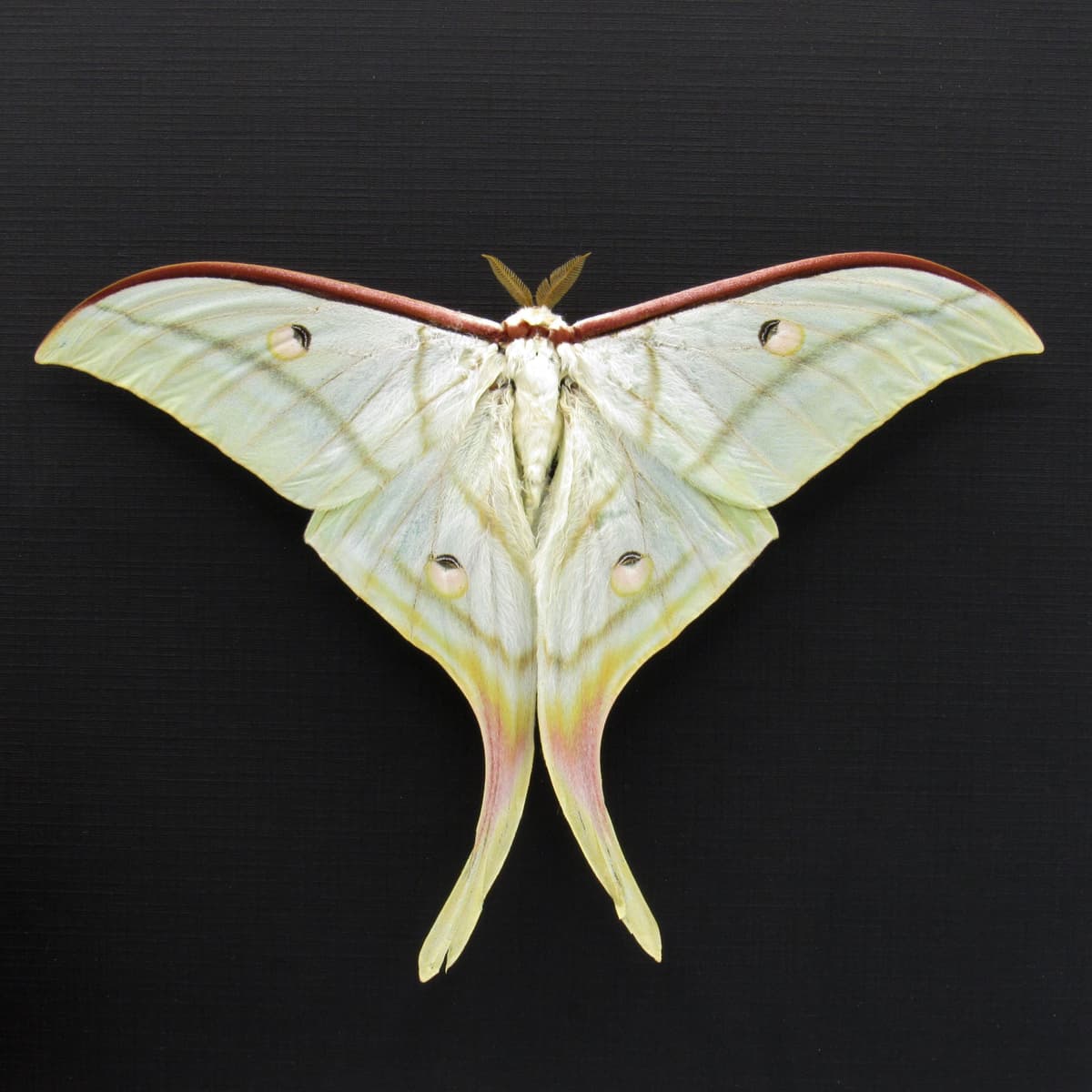 Real Giant Indian moon moth framed taxidermy - Actias selene  - Victorian mount