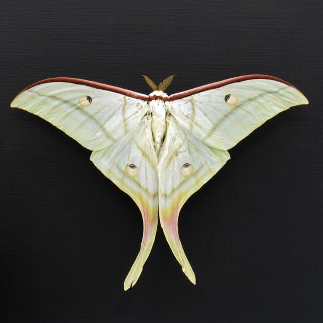 Real Giant Indian moon moth framed taxidermy - Actias selene  - Victorian mount