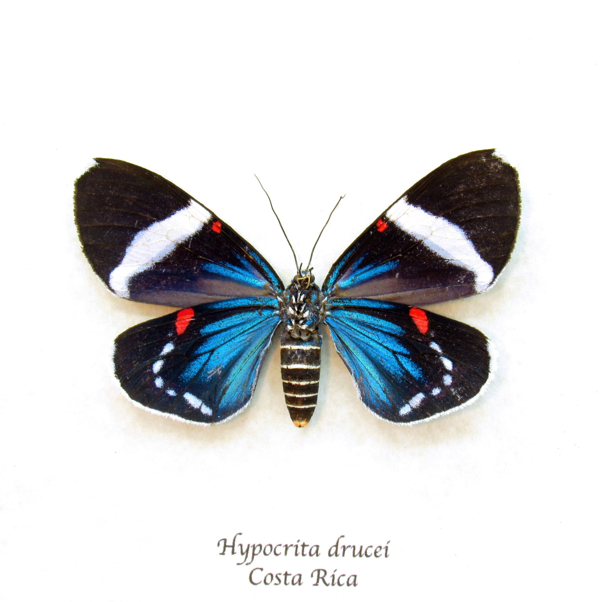 Real metallic framed moth taxidermy - Hypocrita drucei