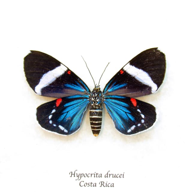 Real metallic framed moth taxidermy - Hypocrita drucei