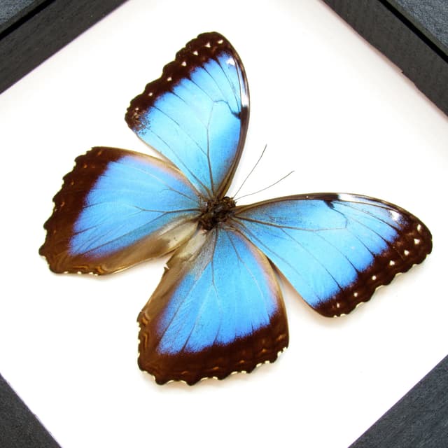 Real metallic blue Morpho butterfly framed taxidermy - Morpho helenor carillensis