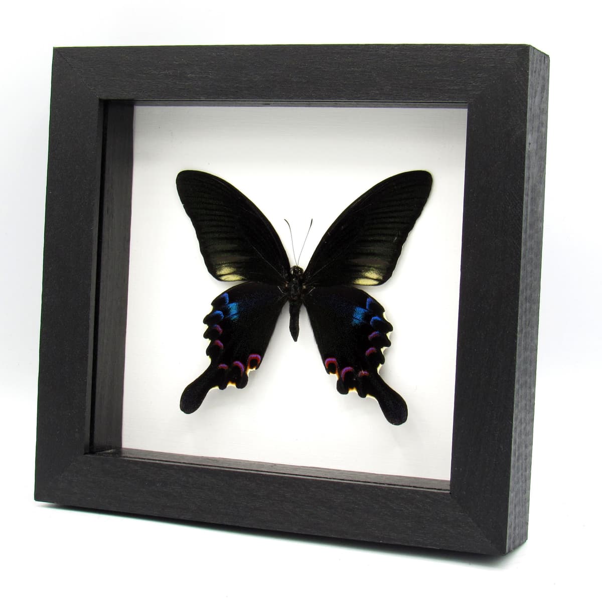 Real framed taxidermy Peacock Swallowtail butterfly - Papilio plolyctor stockleyi