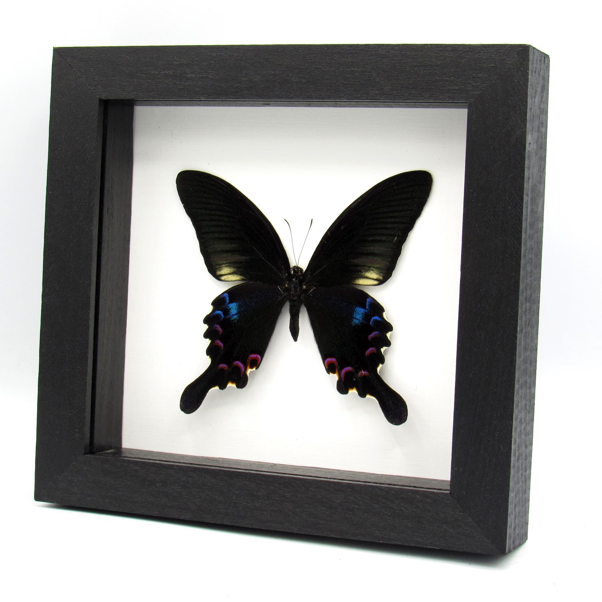 Real framed taxidermy Peacock Swallowtail butterfly - Papilio plolyctor stockleyi