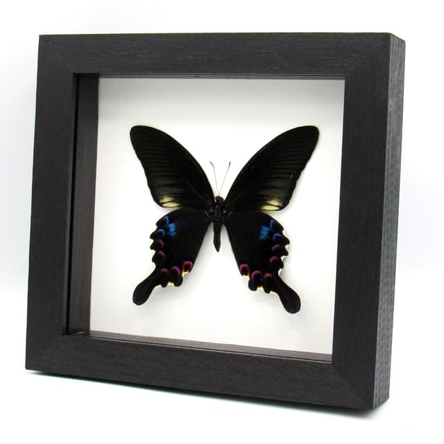 Real framed taxidermy Peacock Swallowtail butterfly - Papilio plolyctor stockleyi