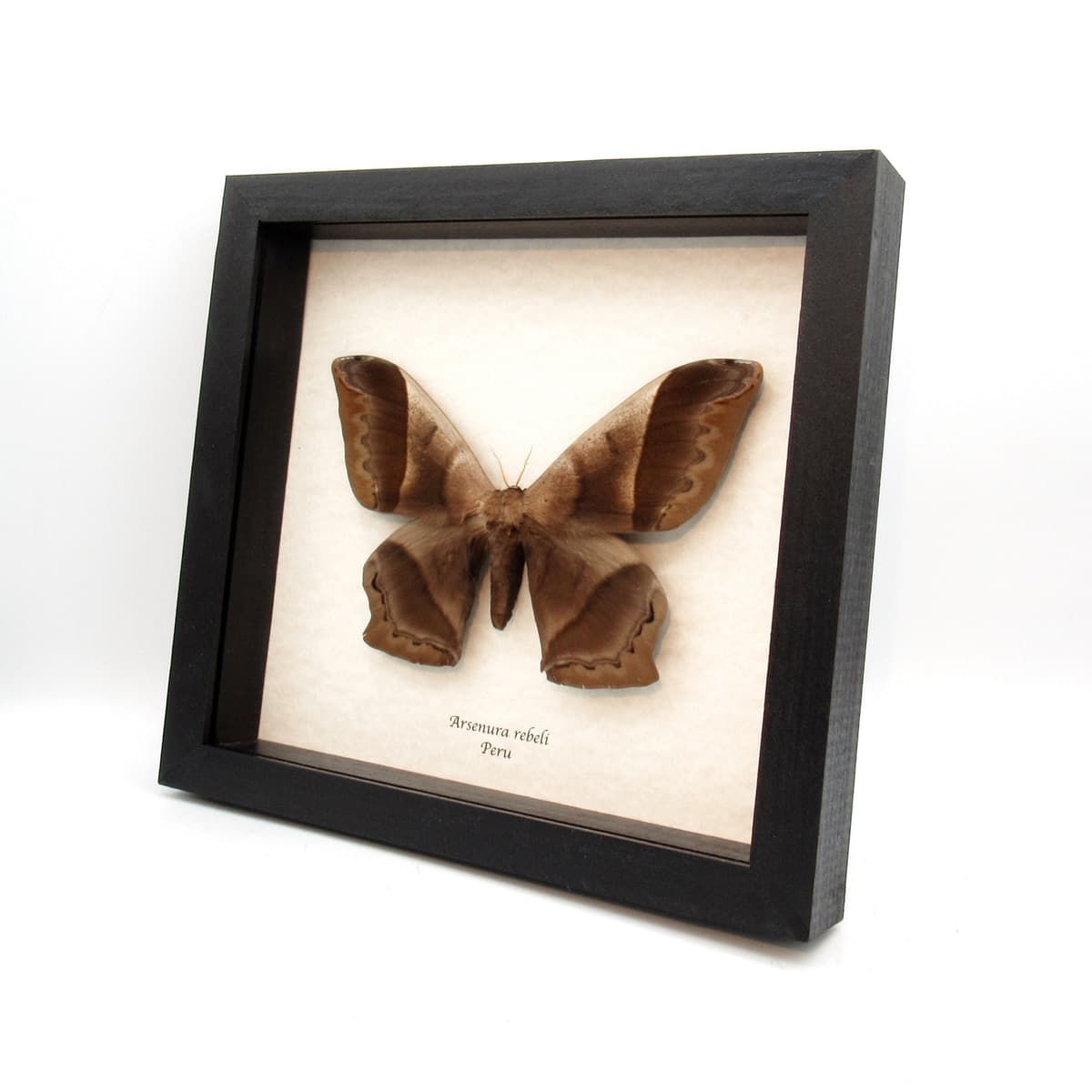 MASSIVE real Saturn moth framed taxidermy - Arsenura rebeli