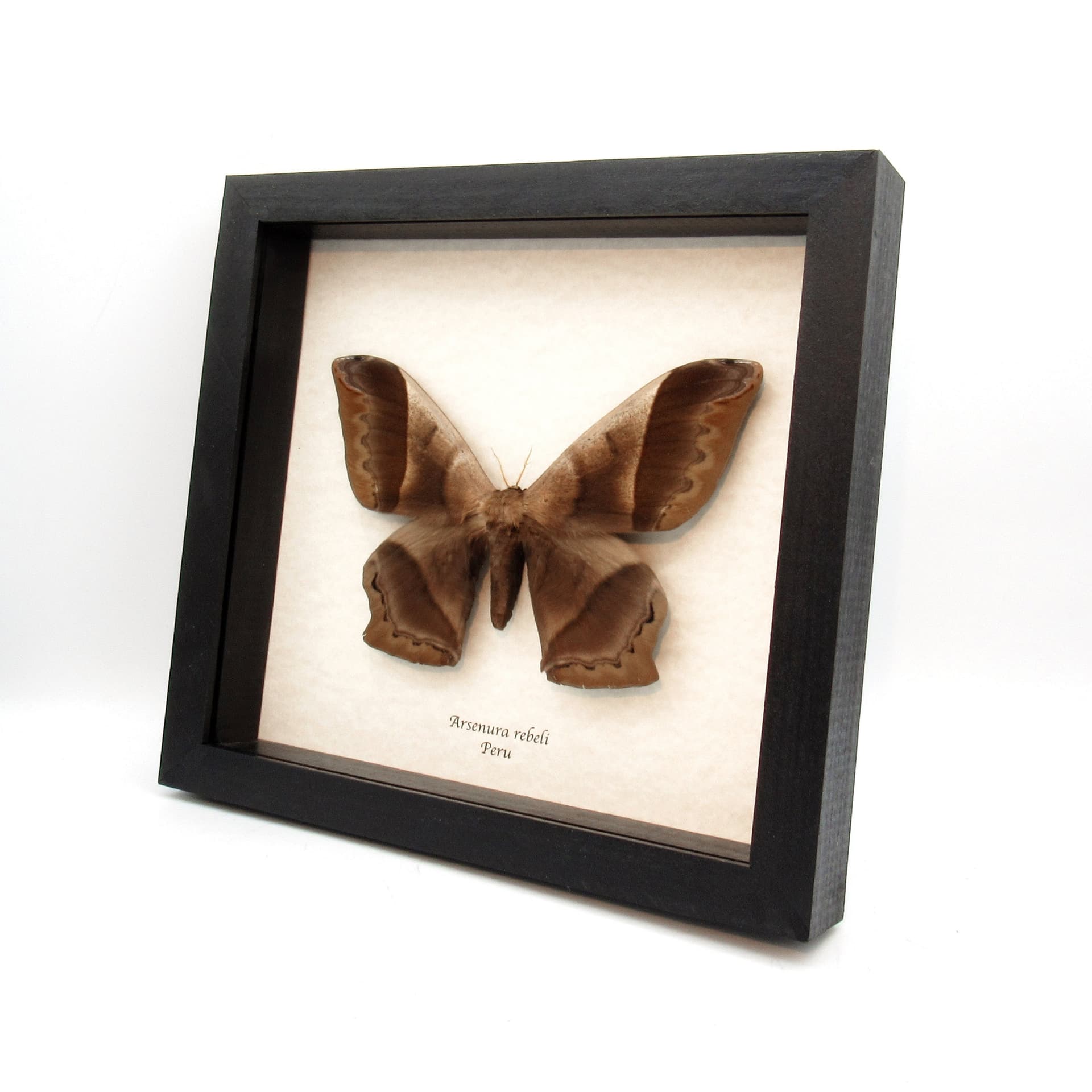 MASSIVE real Saturn moth framed taxidermy - Arsenura rebeli