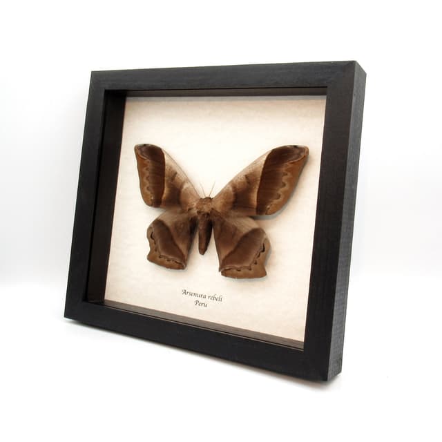 MASSIVE real Saturn moth framed taxidermy - Arsenura rebeli