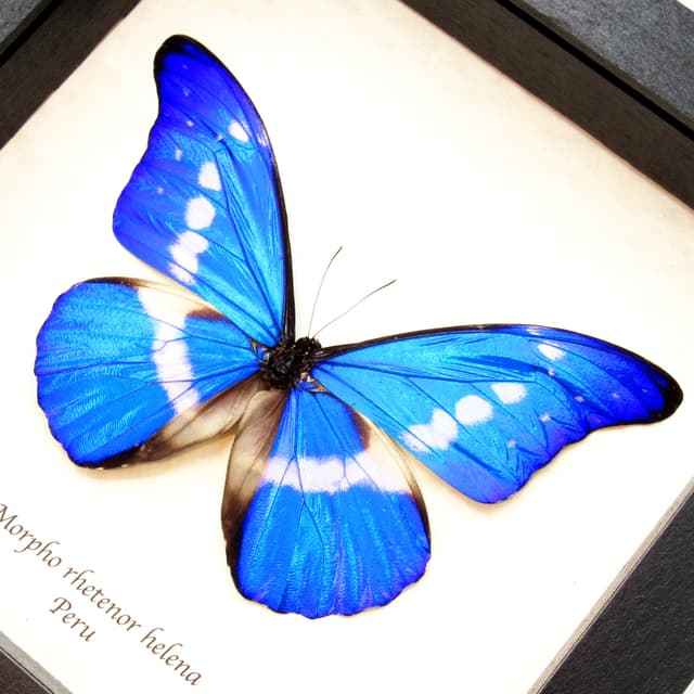 Real metallic blue Morpho butterfly framed taxidermy - Morpho rhetenor helena