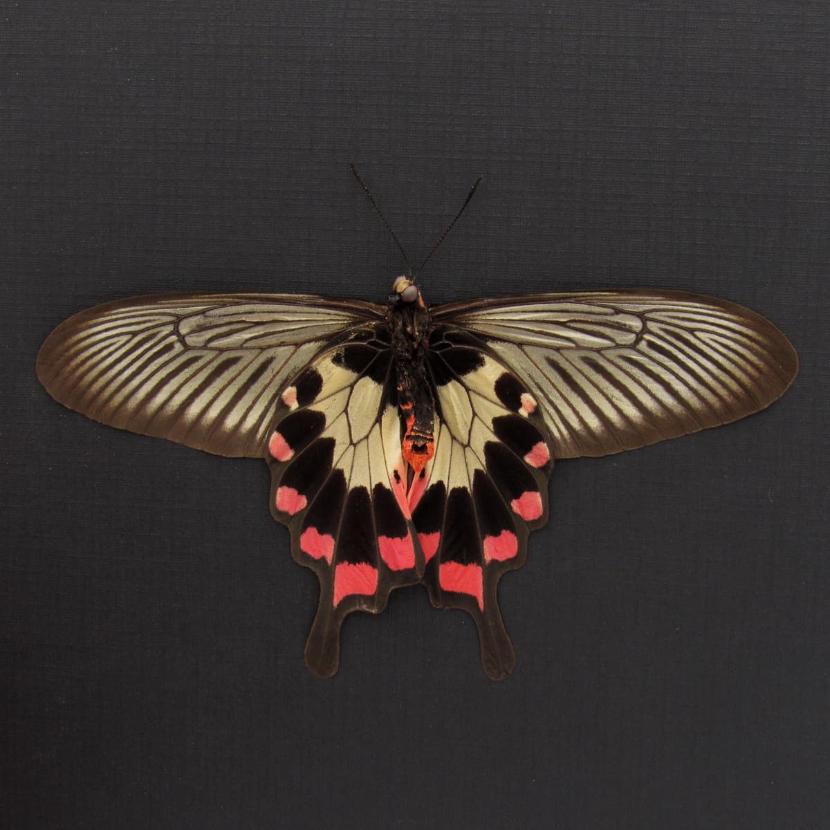Real red Swallowtail butterfly framed taxidermy - Pachliopta oreon - Victorian mount