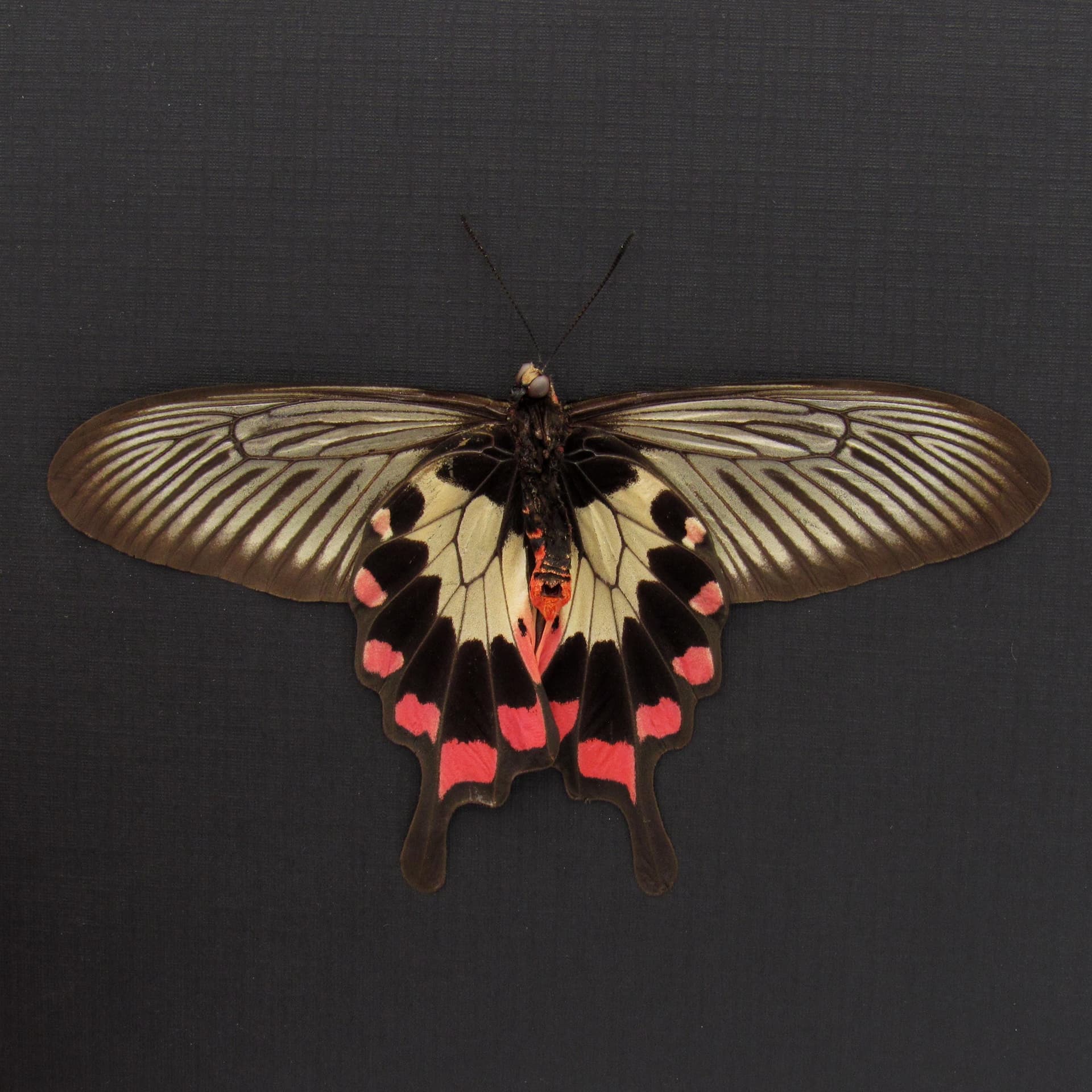 Real red Swallowtail butterfly framed taxidermy - Pachliopta oreon - Victorian mount