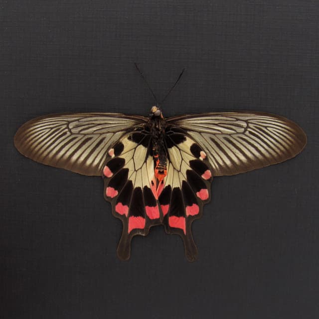 Real red Swallowtail butterfly framed taxidermy - Pachliopta oreon - Victorian mount