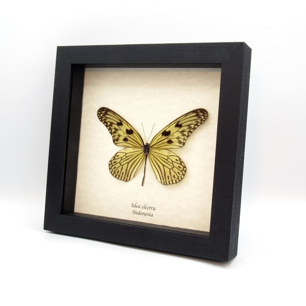 Rare Electra's Tree-Nymph butterfly framed taxidermy - Idea electra