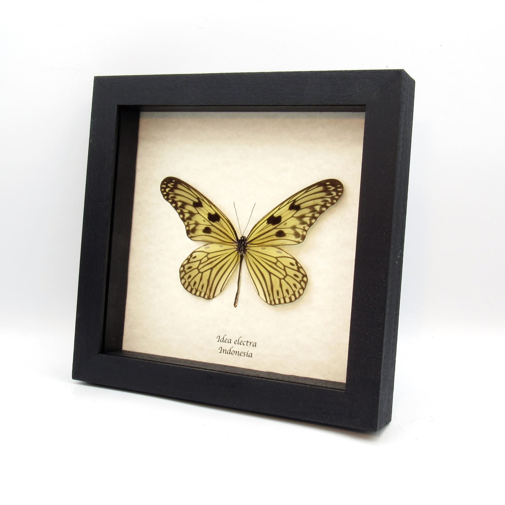 Rare Electra's Tree-Nymph butterfly framed taxidermy - Idea electra