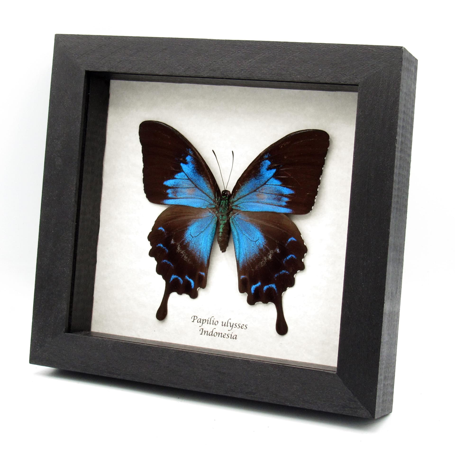 Real iridescent Blue Emperor butterfly framed taxidermy - Papilio ulysses - rare female