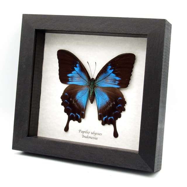 Real iridescent Blue Emperor butterfly framed taxidermy - Papilio ulysses - rare female