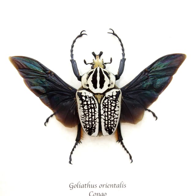 Real Giant Flower Beetle framed taxidermy - Goliathus orientalis
