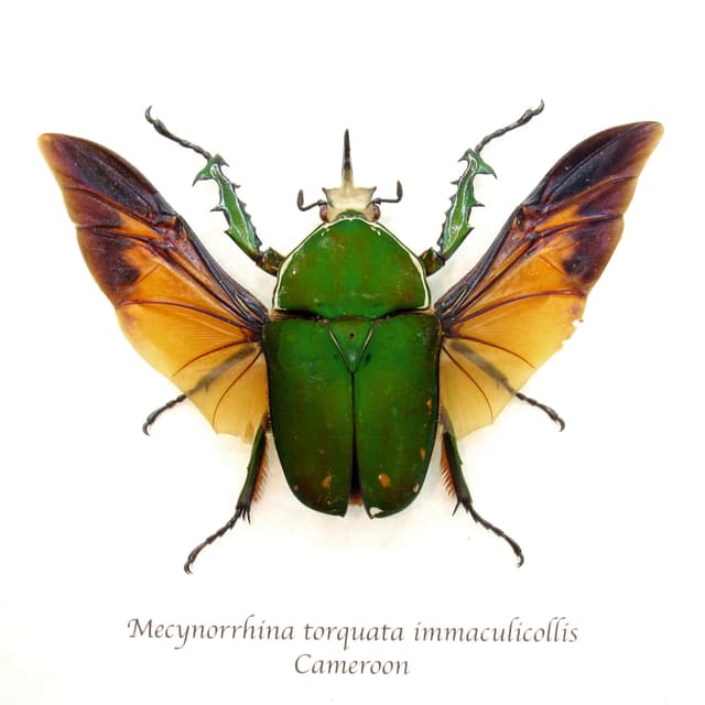 Real XL flower beetle framed taxidermy - Mecynorhina torquata immaculicollis