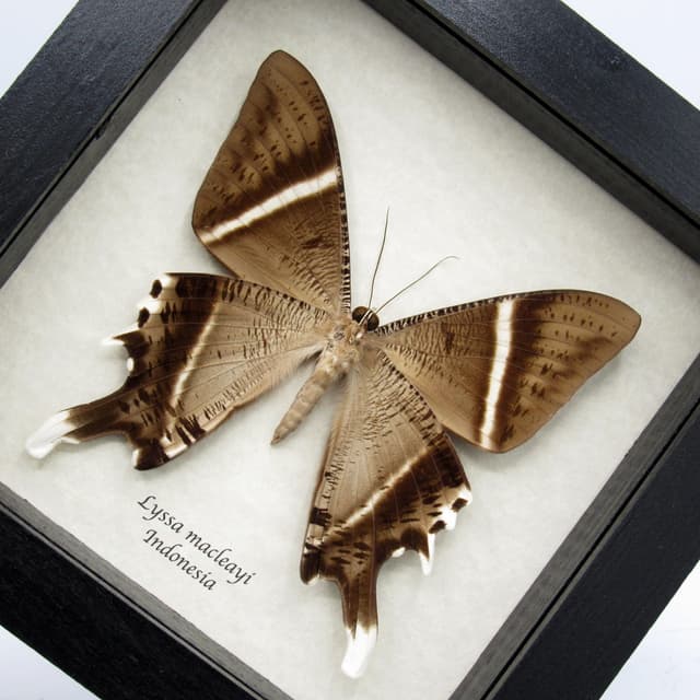 Giant Tropical Swallowtail Moth framed taxidermy - Lyssa macleayi