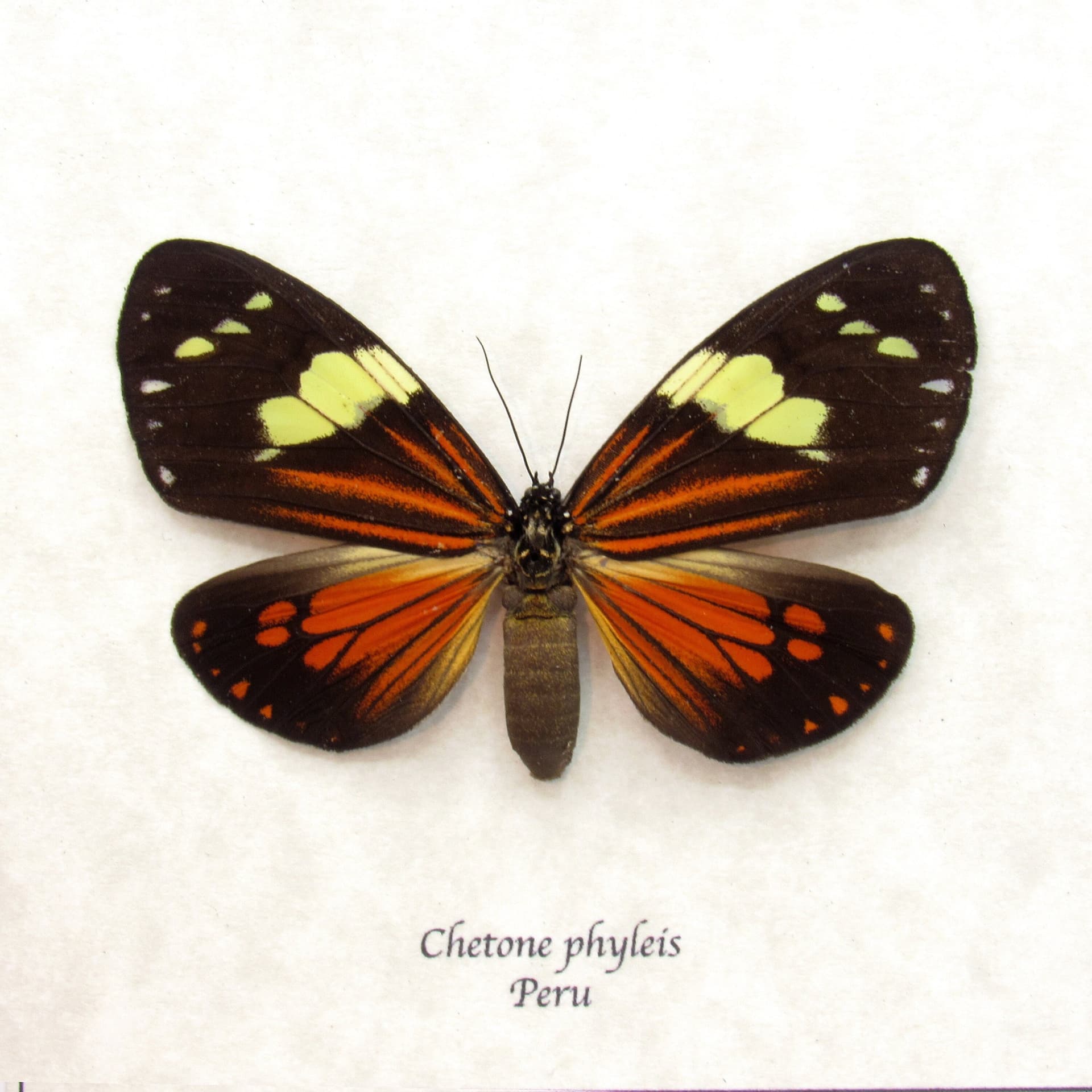 Real red Day moth framed taxidermy - Chetone phyleis