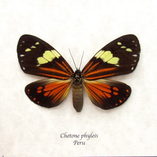 Real red Day moth framed taxidermy - Chetone phyleis