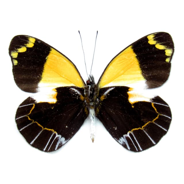 Real yellow Delias butterfly framed taxidermy - Delias meeki hypochryis