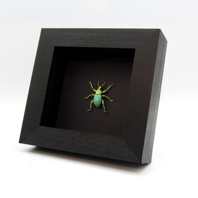 Rare weevil framed taxidermy - Eupholus bruyni