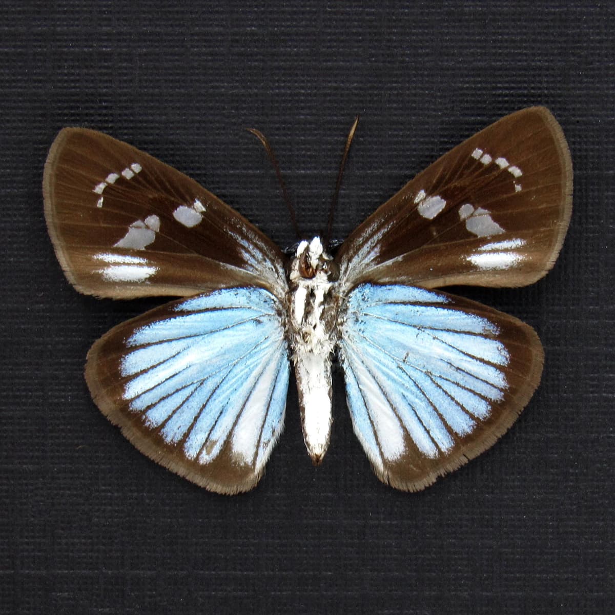 Real small blue Skipper butterfly framed taxidermy - Pythonides jovianus
