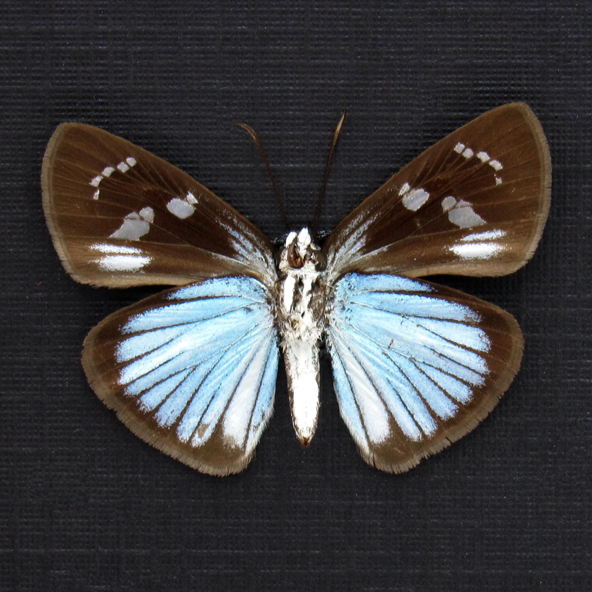Real small blue Skipper butterfly framed taxidermy - Pythonides jovianus