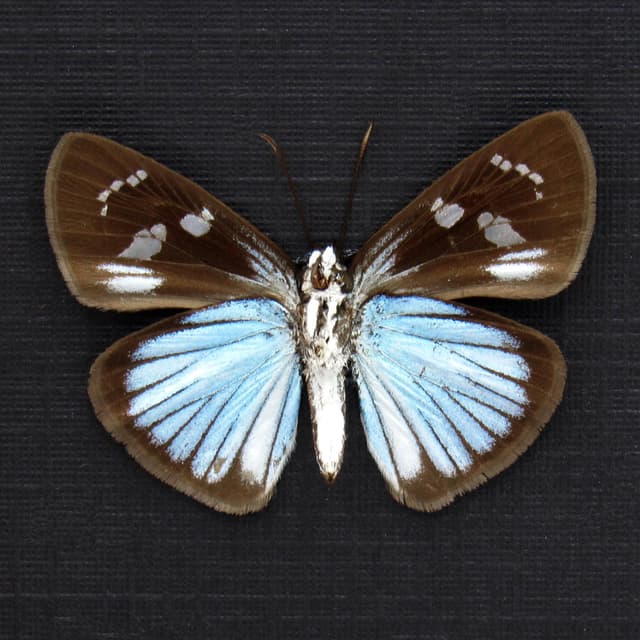 Real small blue Skipper butterfly framed taxidermy - Pythonides jovianus