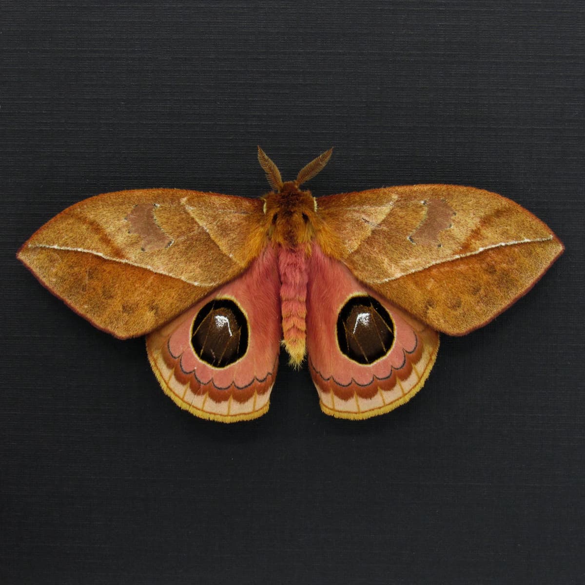 Rare Saturn moth framed taxidermy - Automeris species - Victorian mount