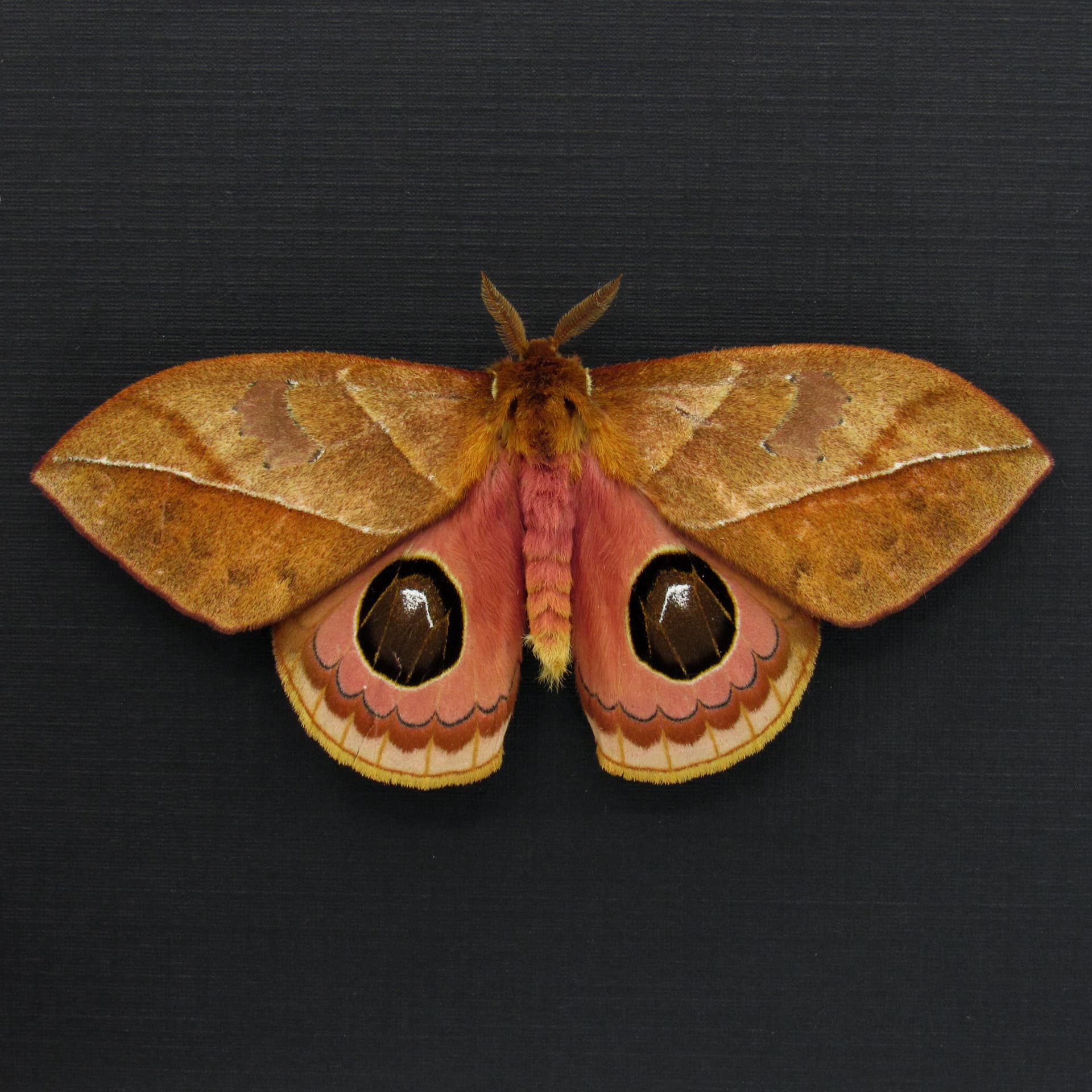Rare Saturn moth framed taxidermy - Automeris species - Victorian mount