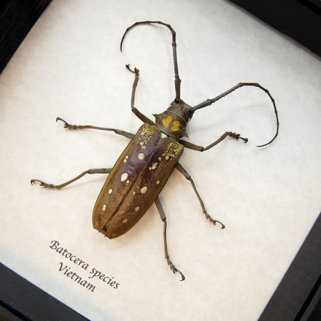 Real very large Long Horn beetle framed taxidermy - Batocera species