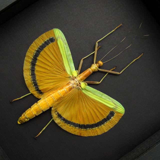 Real Giant Walking Stick bug framed taxidermy - Tagesoidea nigrofasciata