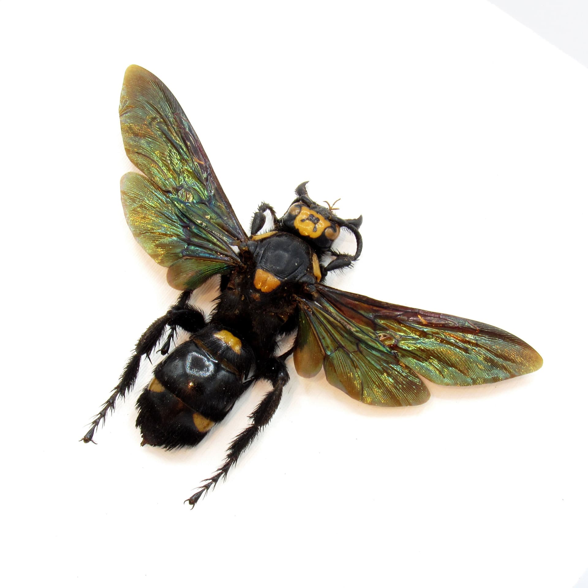Giant XL wasp framed taxidermy - Megascolia procer javenensis - female
