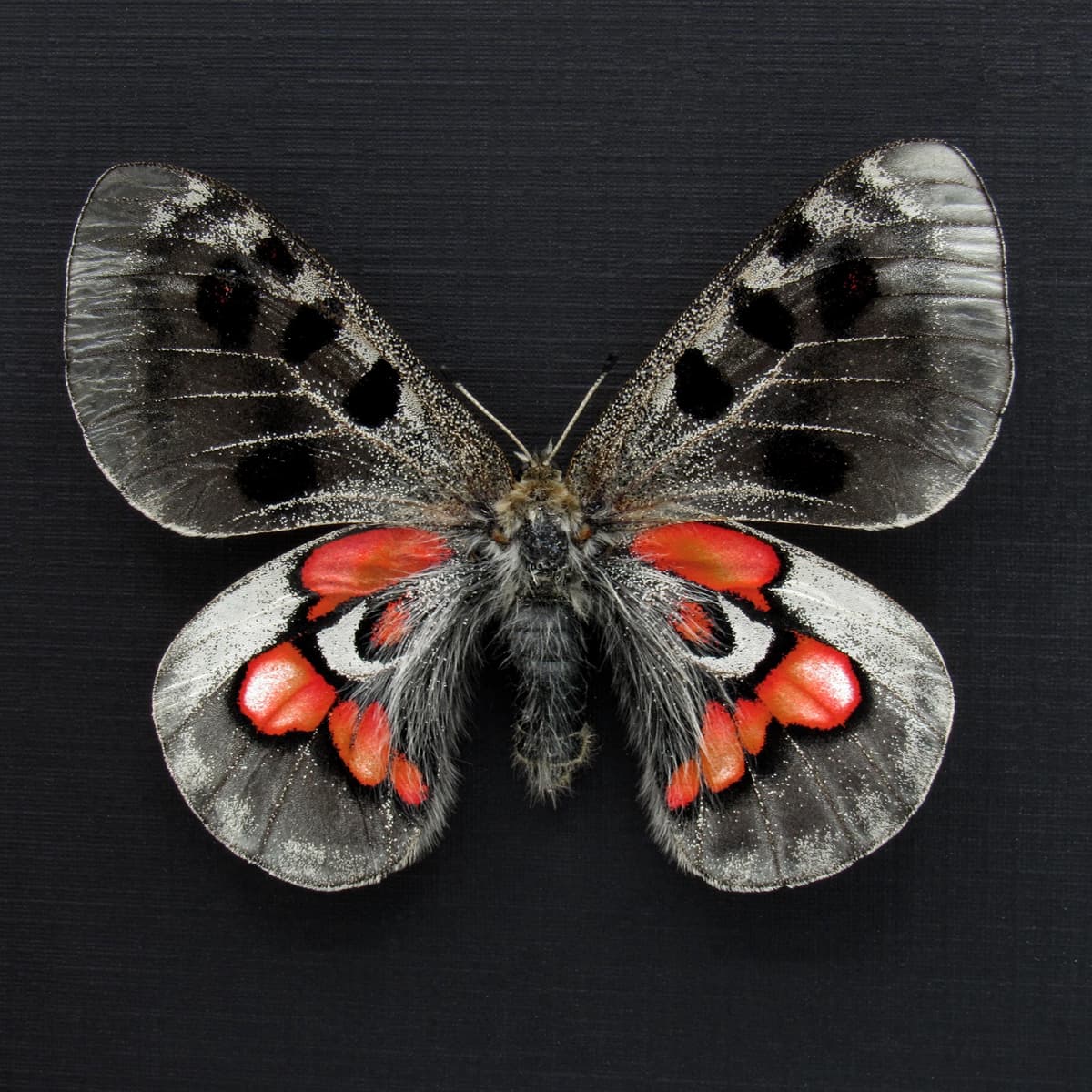 Very rare Hybrid Snow Apollo butterfly framed taxidermy - Parnassius wiskotti - large female