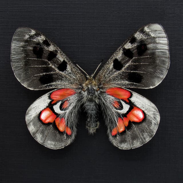 Very rare Hybrid Snow Apollo butterfly framed taxidermy - Parnassius wiskotti - large female