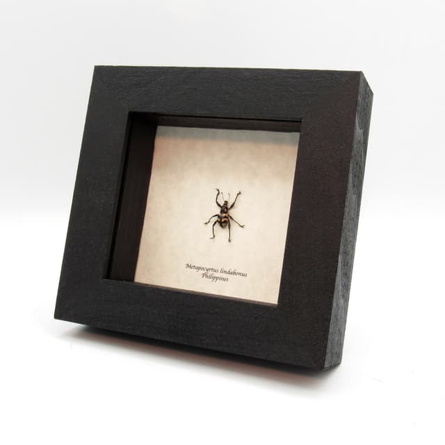WEEVIL MANIA - Real pink beetle framed taxidermy - Metapocyrtus lindabonus