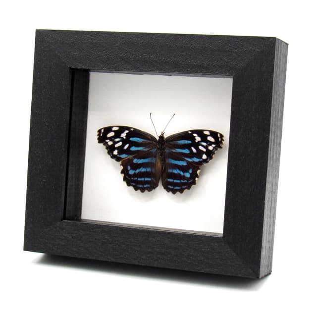 Real Blue Wing butterfly framed taxidermy - Myscelia ethusa - Victorian mount