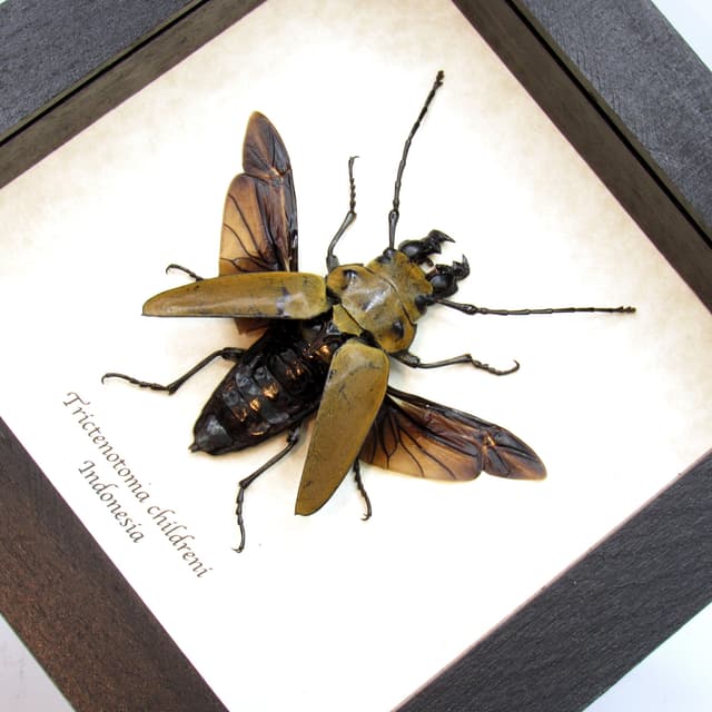 Large Log-Boring beetle framed taxidermy - Trictenotoma childreni