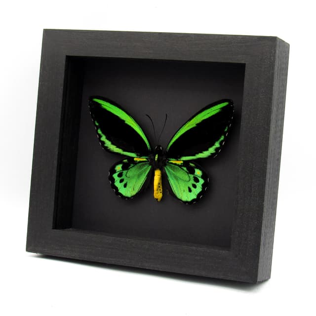 Rare Australian Cairns Birdwing butterfly framed taxidermy - Ornithoptera euphorion