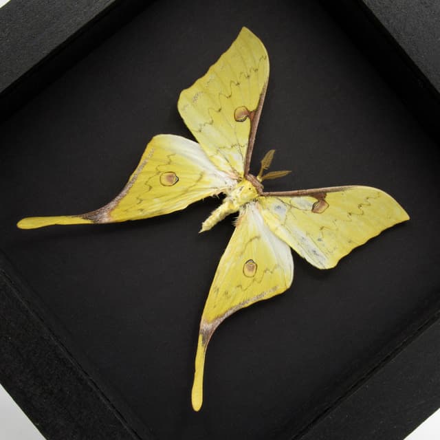 Real Golden Moon moth framed taxidermy - Actias sinensis
