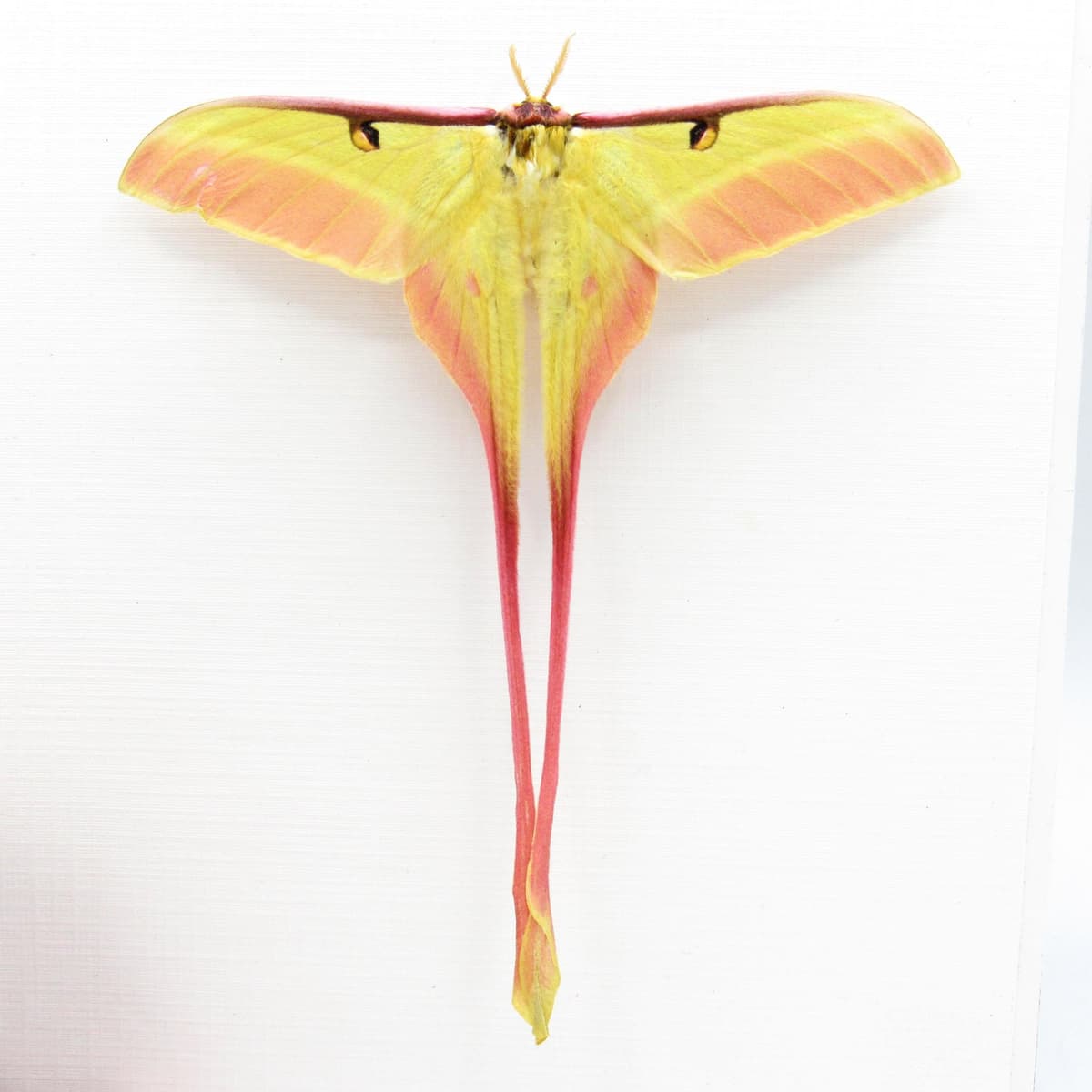 Rare pink Chinese Moon Moth framed taxidermy - Actias dubernardi - Victorian mount