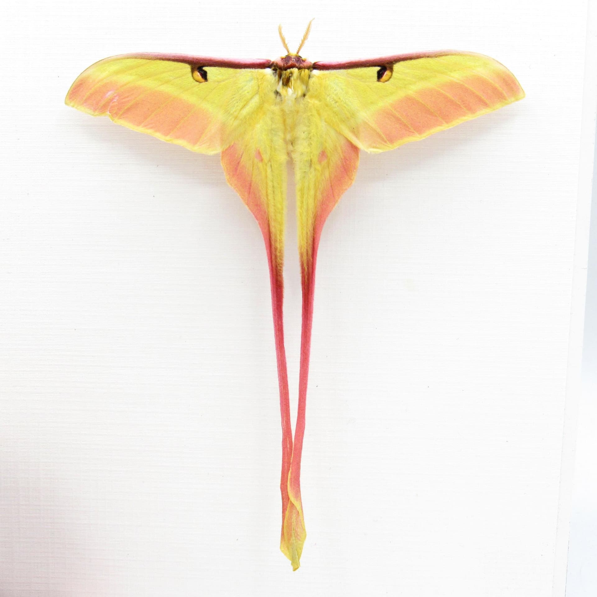 Rare pink Chinese Moon Moth framed taxidermy - Actias dubernardi - Victorian mount
