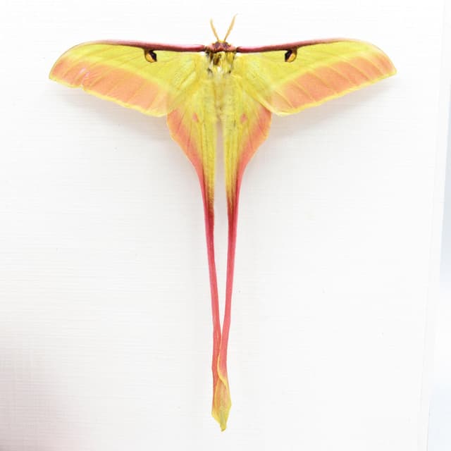 Rare pink Chinese Moon Moth framed taxidermy - Actias dubernardi - Victorian mount