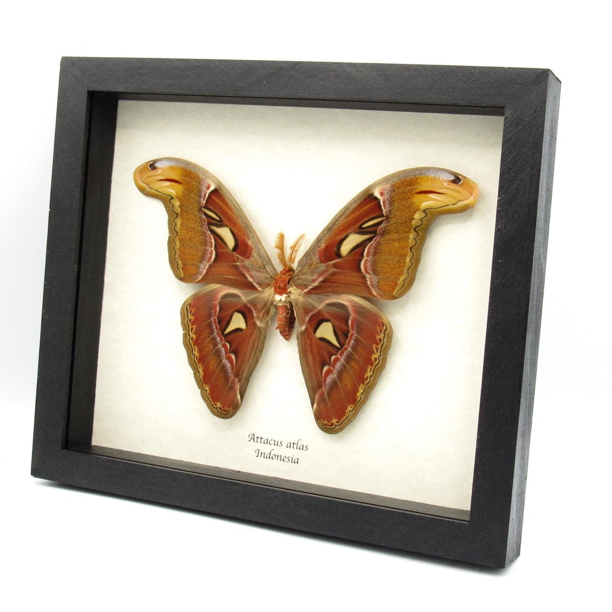 Real Giant Atlas moth framed taxidermy - Attacus atlas