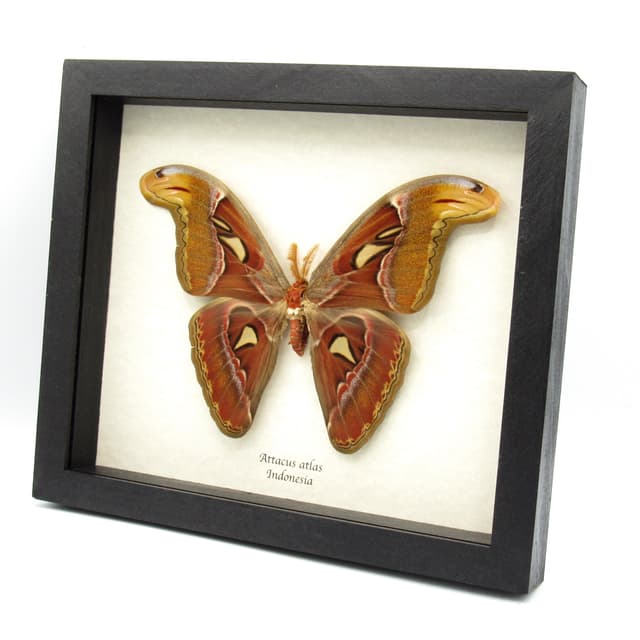 Real Giant Atlas moth framed taxidermy - Attacus atlas