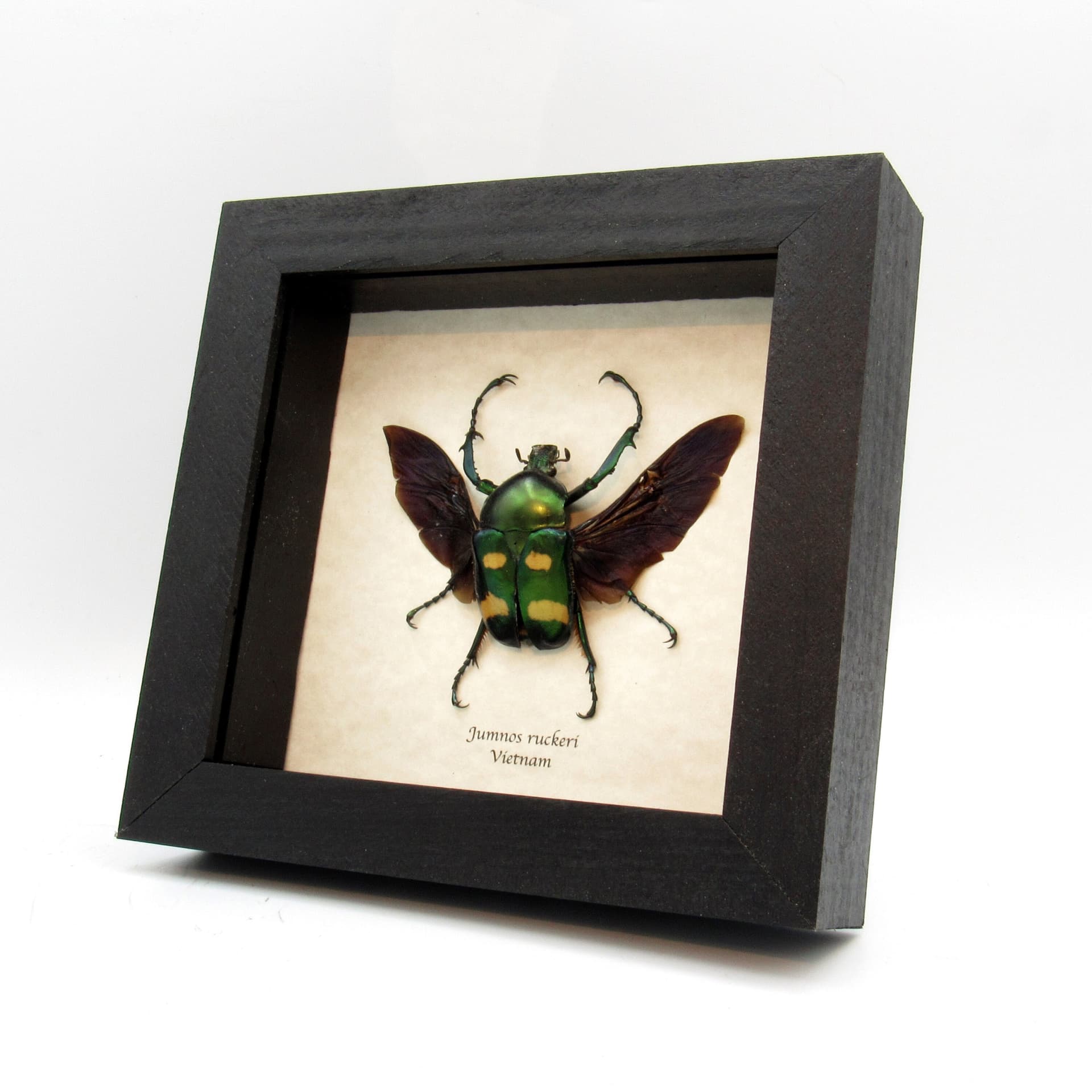 Rare metallic flower beetle framed taxidermy - Jumnos ruckeri
