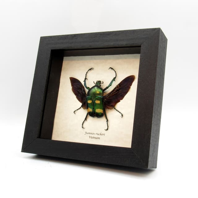 Rare metallic flower beetle framed taxidermy - Jumnos ruckeri