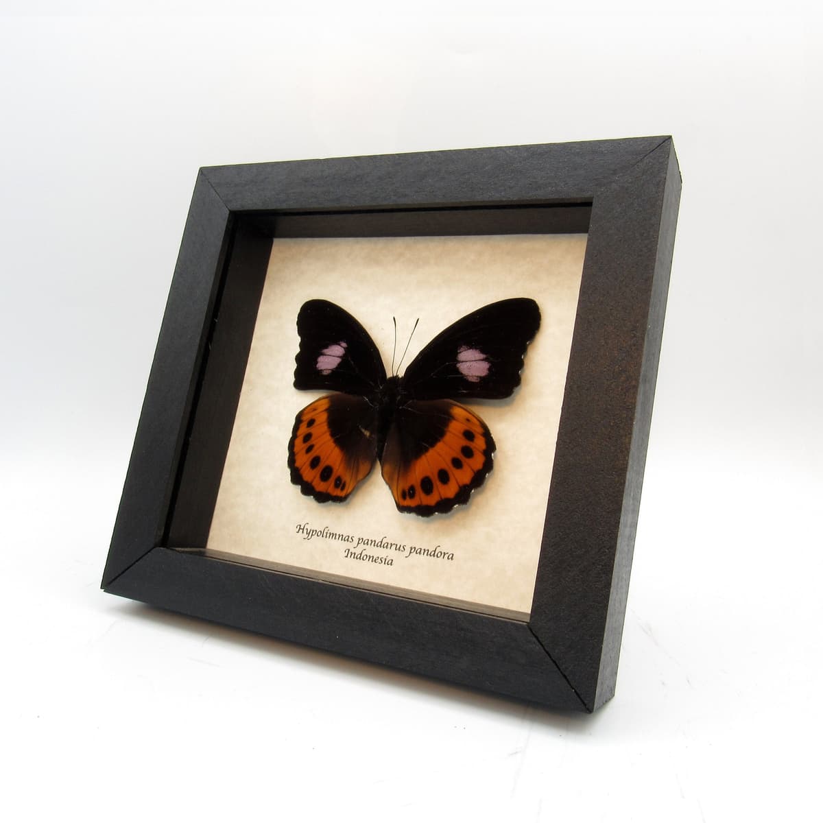 Rare large purple butterfly framed taxidermy - Hypolimnas pandarus pandora